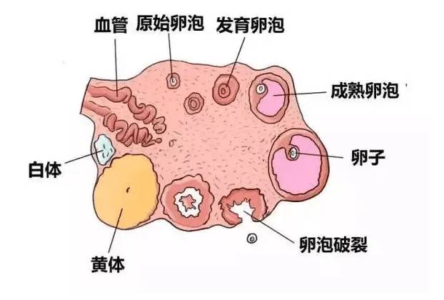 南京供精试管：不同程度输卵管堵塞对试管成功率影响不同，看看你属于哪一种堵塞