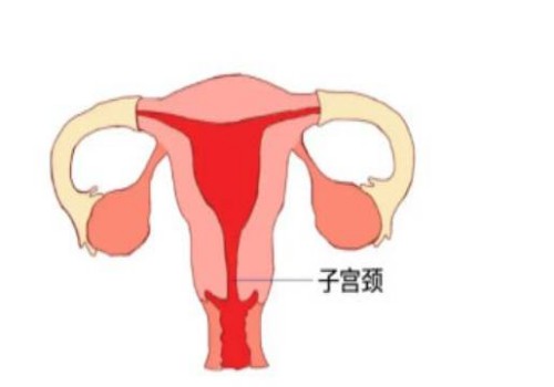 囊胚能分化成两个胚胎，但几率一般不高